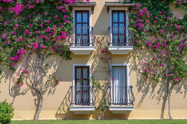 Windows with balcony on building facade with cast iron ornaments and flower tree on the wall Turkey