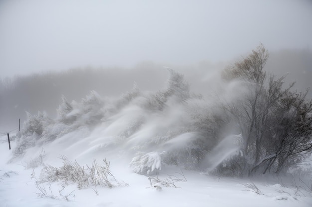 Foto bufera di neve spazzata dal vento con neve che vola in tutte le direzioni creata con l'ia generativa