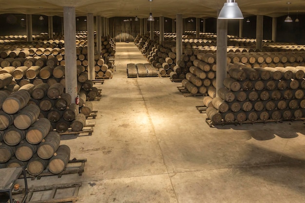 Wine barrels at rest