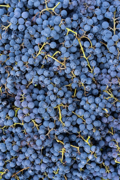 Wine grapes background freshly harvested black grapes