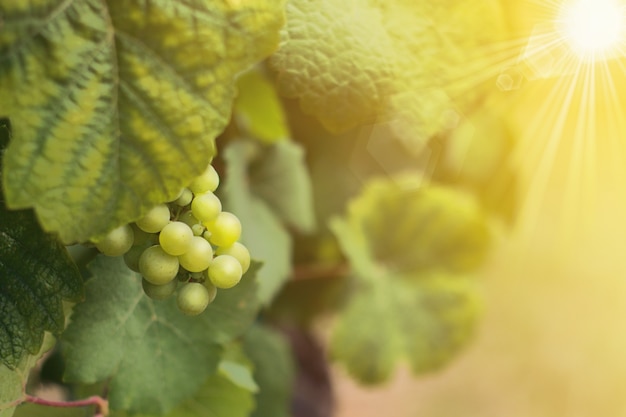 Wine grapes before havesting in summer time