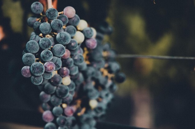 Photo wine grapes ready for picking