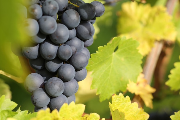 Wine grapes on the vine