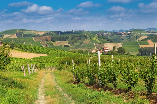 Wine grow in Italy, Piedmont. 