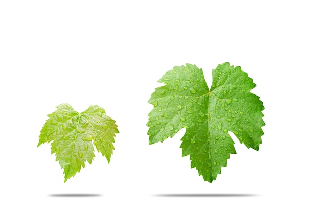 Wine leave or grape leaf on white