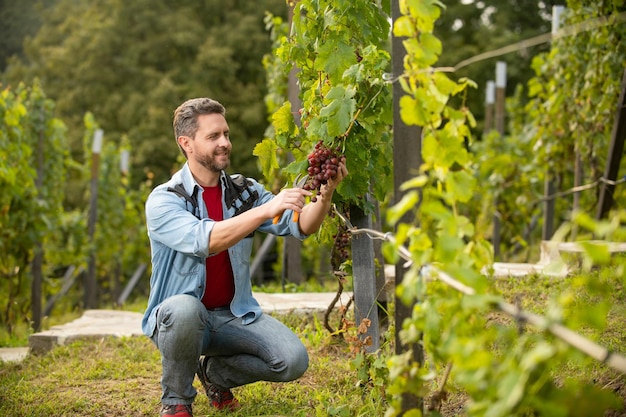 Wine maker cut grapes with gardening scissors grape