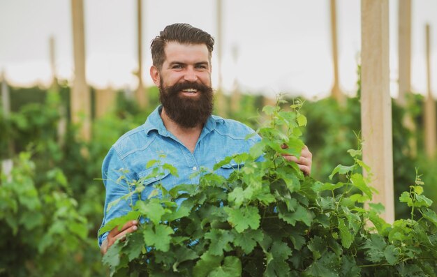 Wine making concept man grabbing grape in vineyard harvester cutting bunch of grapes