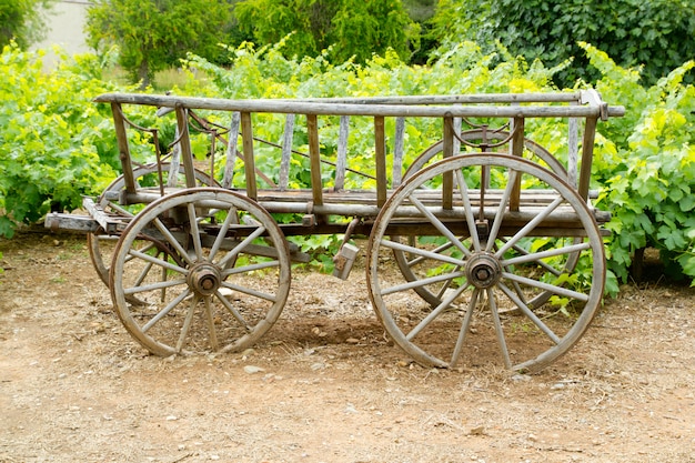 wine old wood horses cart in grape field