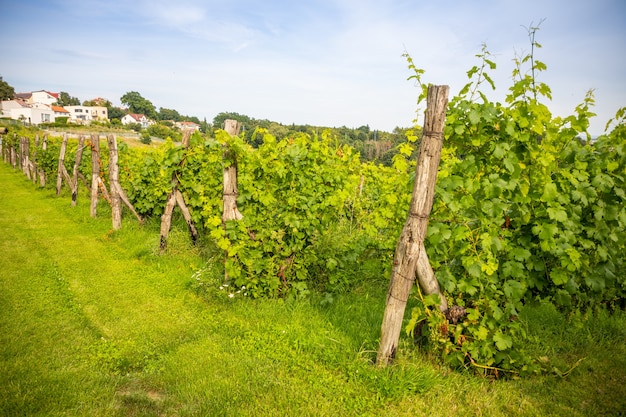 Wine vineyards young wine bushes of grape plantation in prague city czech republic