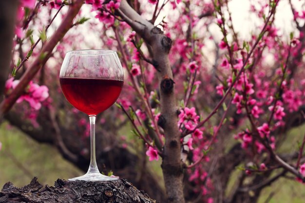 Wineglass with red wine at the peach tree garden