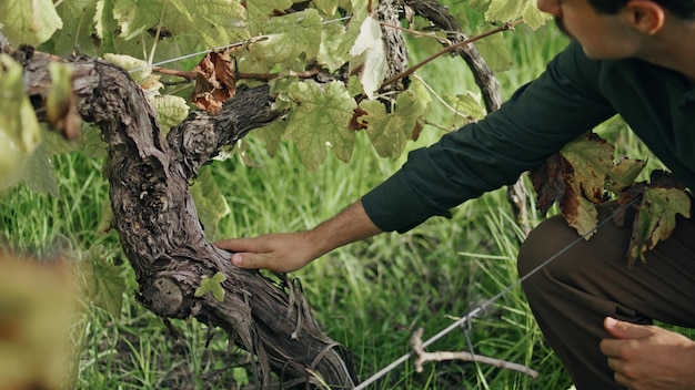 Winegrower inspecting grape bush touching grapevine after harvesting close up