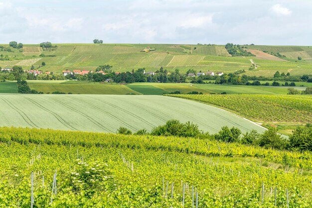 Loerzweiler 주변의 포도 재배