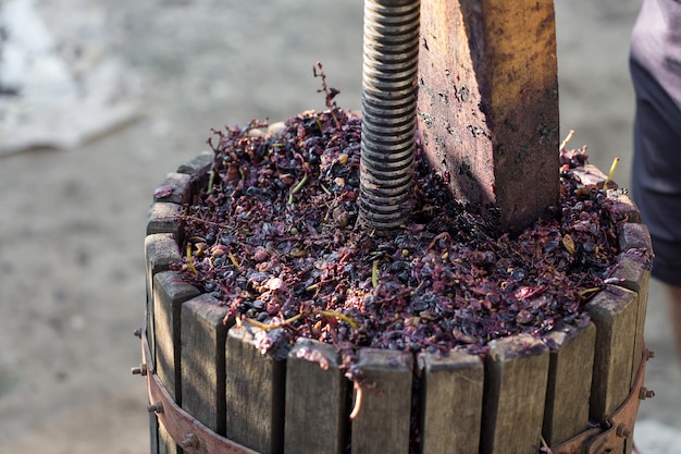 The winemaker pours raw materials into the press Production of traditional Italian wines