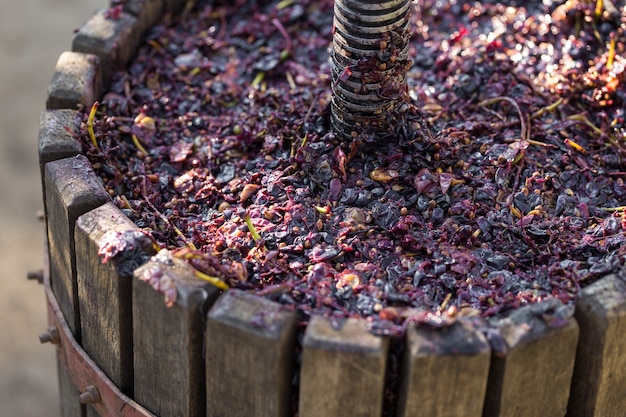 Winepress with red must and helical screw Production of traditional wines crushing of grapes