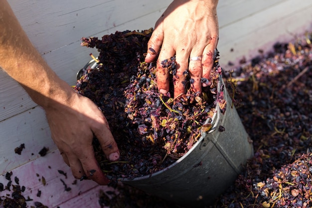 Winepress with red must and helical screw. Winemaker's hands close up.