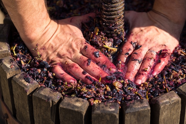 Winepress with red must and helical screw. Winemaker's hands close up.