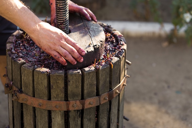 Winepress with red must and helical screw. Winemaker's hands close up.