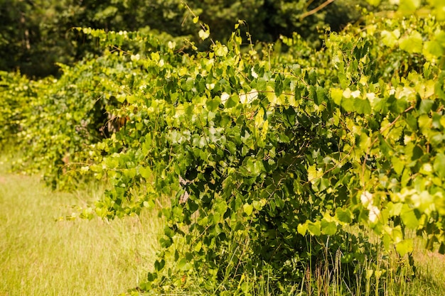 Winery on old Southern farm in July.