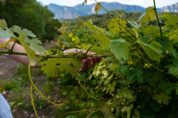 Winery plantations in long rows on the mountains and hills