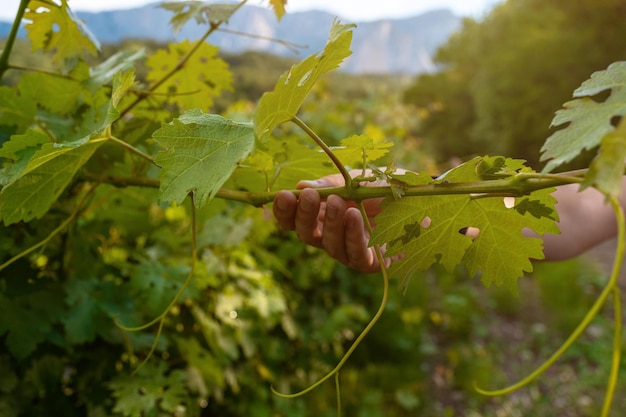 Piantagioni di cantine in lunghi filari in montagna e collina