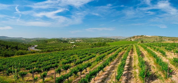 Wineyard met druivenrijen in Griekenland