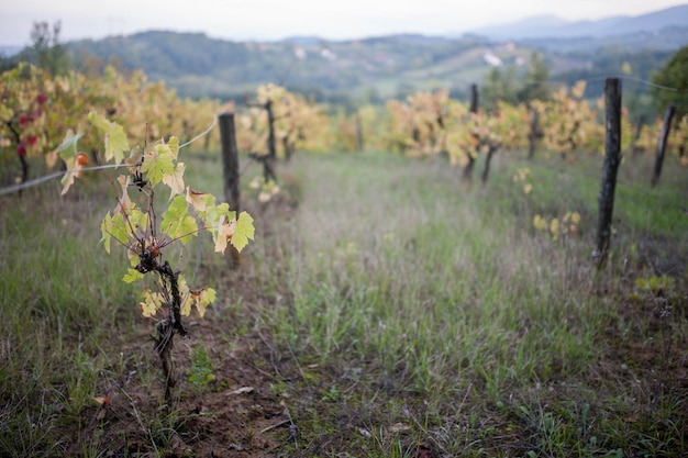 wineyard