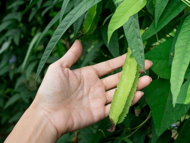 Winged Bean