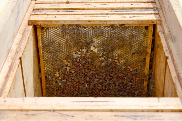 Winged bee slowly flies to beehive collect nectar on private apiary from live flowers apiary consisting of village beehive floret dust on bee legs apiary it beehive for bees at background closeup