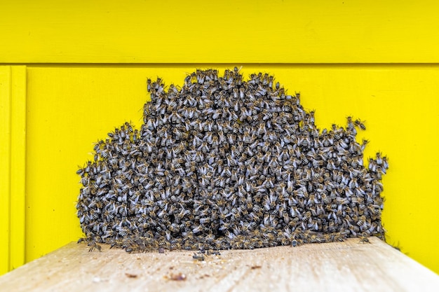 Winged bee slowly flies to beehive collect nectar on private apiary