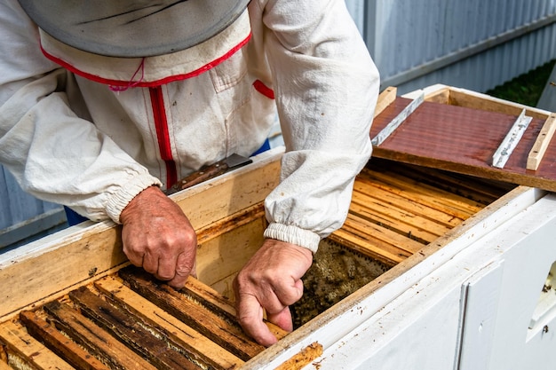 Winged bee slowly flies to beekeeper collect nectar on private apiary from live flowers apiary consisting of village beekeeper floret dust on bee legs beekeeper for bees on background large apiary