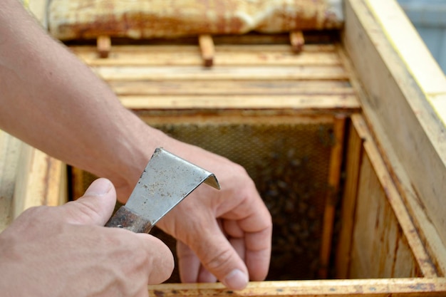 Winged bee slowly flies to beekeeper collect nectar on private apiary