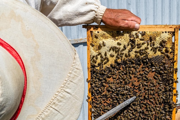 Winged bee slowly flies to beekeeper collect nectar on private apiary