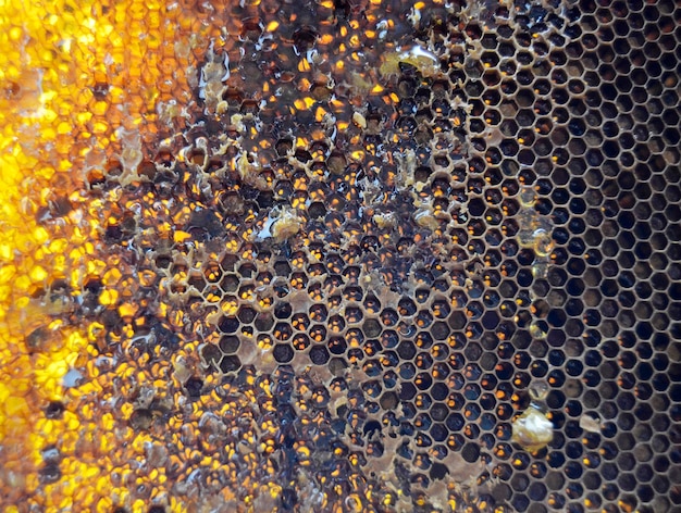 羽のあるミツバチがゆっくりと養蜂家に飛んで私設の養蜂場で蜜を集めます