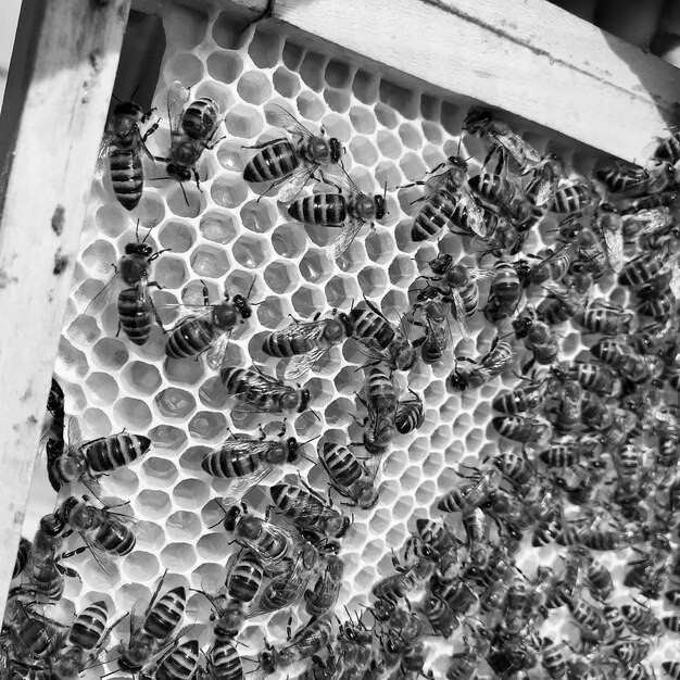 Photo winged bee slowly flies to honeycomb collect nectar