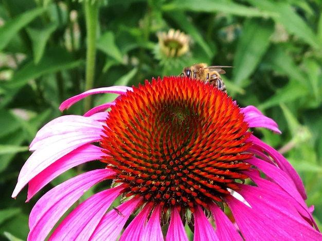 Winged bee slowly flies to the plant collect nectar for honey on private apiary