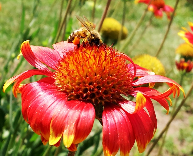 Winged bee slowly flies to the plant collect nectar for honey on private apiary