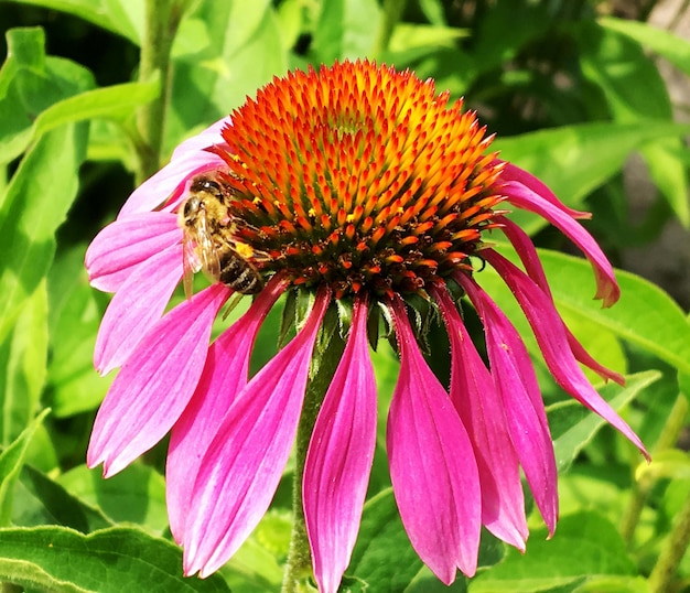 Winged bee slowly flies to the plant collect nectar for honey on private apiary