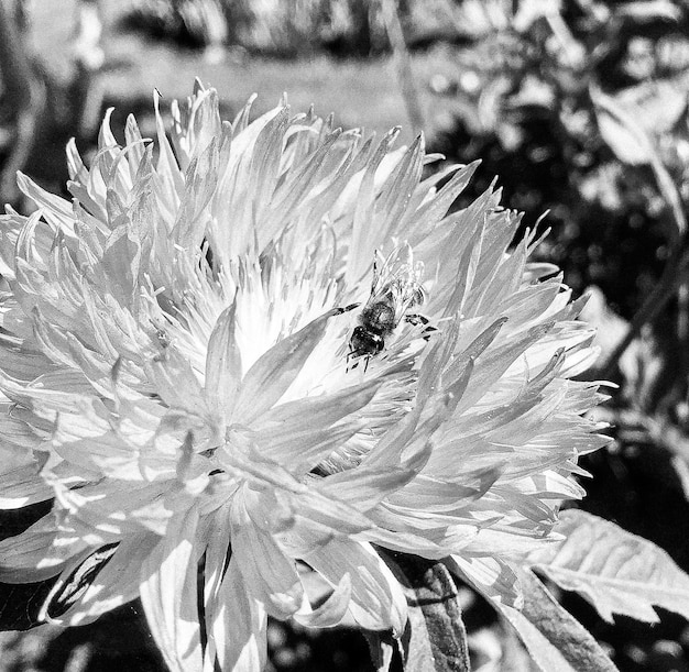 Winged bee slowly flies to the plant collect nectar for honey