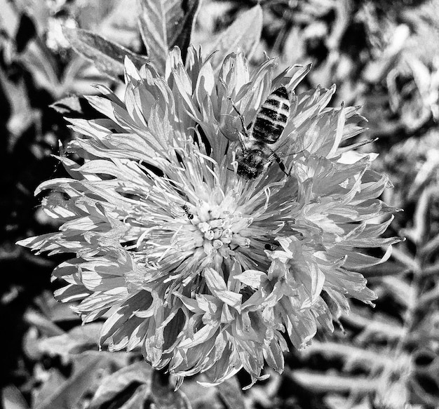 Winged bee slowly flies to the plant collect nectar for honey