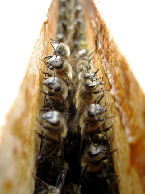 写真 羽根のあるミツバチはゆっくりと蜂巣に飛び込み生きた花から私的な蜂巣に花蜜を集め村の蜂巣からなる蜂巣蜂の足の花粉蜂巣は背景のクローズアップで蜂の蜂巣です