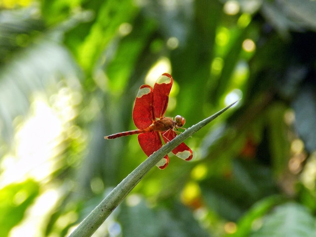 ぼんやりした背景を背景に茎に翼のある昆虫
