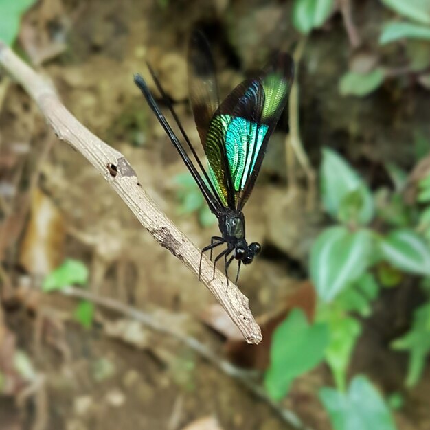 Photo winged insect on stem against blurred leaves