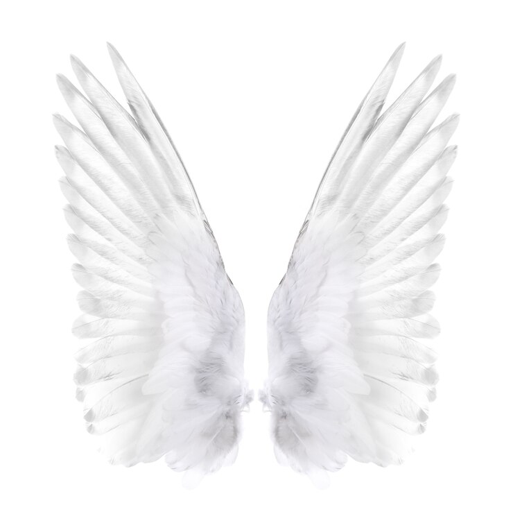 Photo wings of bird isolated on white.