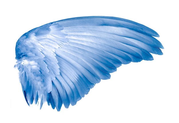 Photo wings of bird on white