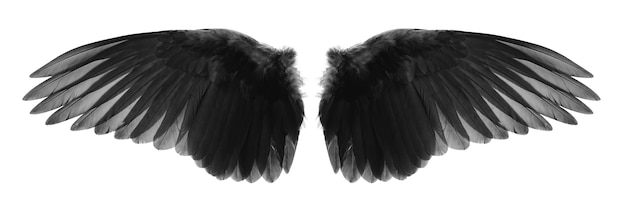 Wings of birds isolated on white background