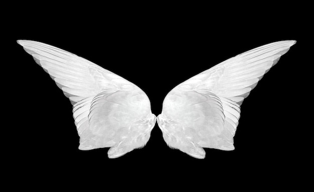 Photo wings isolated on the black background.