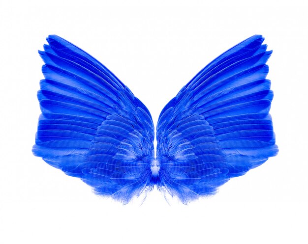 Wings isolated on white.