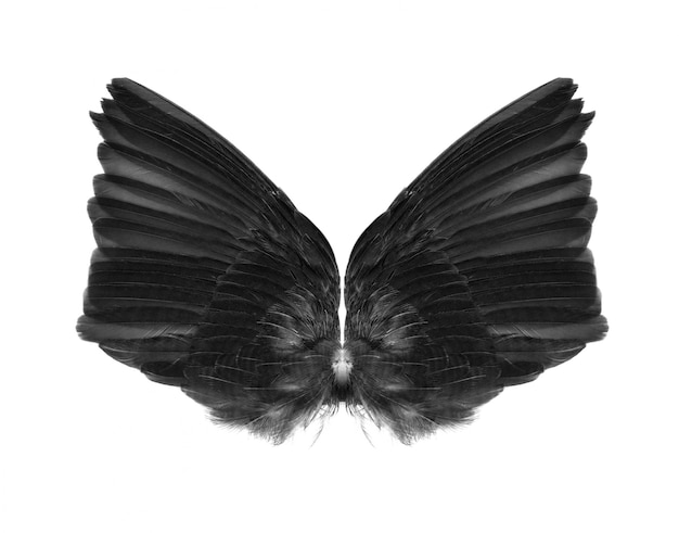 Wings isolated on white.