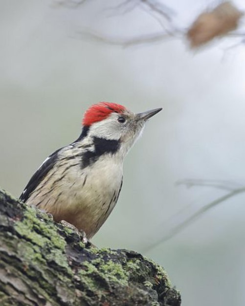 Wings of Wonder Verken de fascinerende wereld van vogels