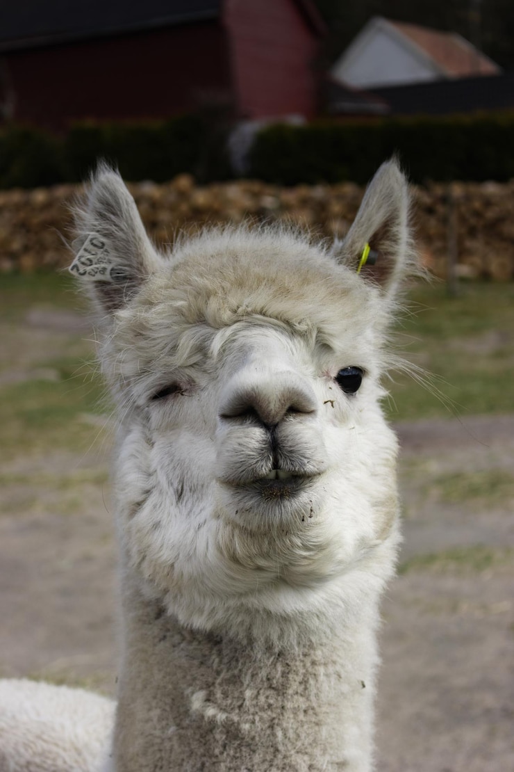 Foto winkende alpaca